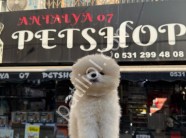 Resmi İşletme Pomeranian Boo Yavruları
