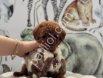 Satılık Toy Poodle Yavru Köpek
