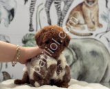 Satılık Toy Poodle Yavru Köpek