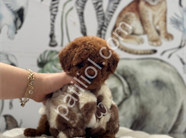 Satılık Toy Poodle Yavru Köpek