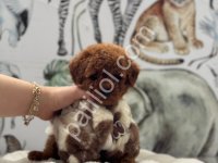 Satılık Toy Poodle Yavru Köpek