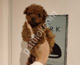 Çikolata tadında toy poodle bebeklerim