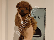 Çikolata tadında toy poodle bebeklerim