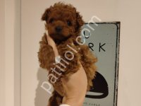 Çikolata Tadında Toy Poodle Bebeklerim
