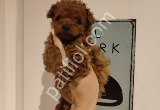 Çikolata tadında toy poodle bebeklerim