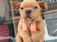 COMPACT FRENCH BULLDOG YAVRHLAR