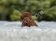 DARK RED BROWN TOY POODLE