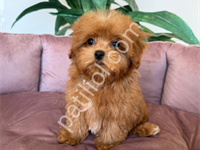 Maltipoo Cinsi Yavrular Ev Üretimi