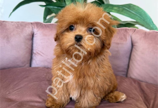 MALTİPOO CİNSİ YAVRULAR EV ÜRETİMİ