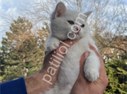 British shorthair kar beyaz dişi ayı kafa yavru