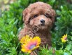 Orijinal Maltipoo Yavrularım