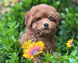 Orijinal Maltipoo Yavrularım