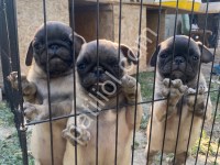Son 3 Dişi Pug Mobs Bebekler