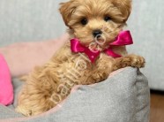 Aile dostu ırk maltipoo yavrular