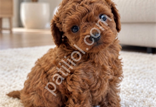 POODLE ARAYANLARIN DİKKATİNE – ÖZEL YAVRULAR
