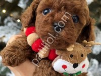Kore Safkan Toy Poodle