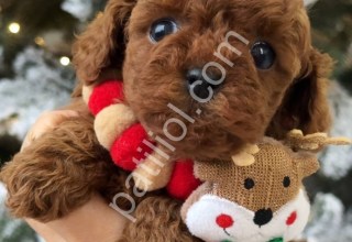 Kore Safkan Toy Poodle