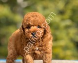 Babyface Toy Poodle yavrularımız