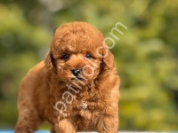 Babyface Toy Poodle Yavrularımız