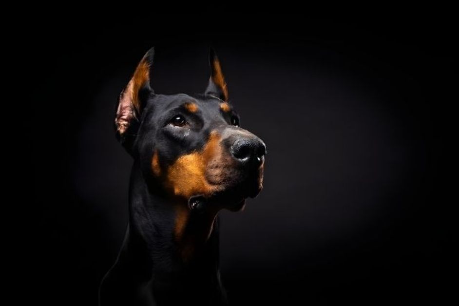 Doberman Hakkında Herşey