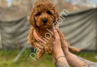 🧿POODLE BEBEKLER HAZIR🧿