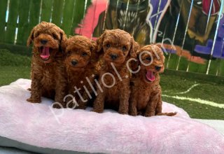 RUHSATLI POODLE EVİNDEN ERKEK DİŞİ TOY POODLE BEBEKLERİM