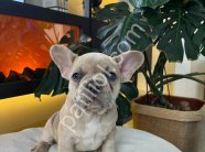 EGZOTİK FRENCH BULLDOG YAVRULARIM HARİKA RENKLER VE ANATOMİLER