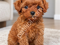 Poodle’Da Doğru Adres, Güvenli Seçim