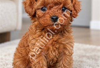 POODLE’DA DOĞRU ADRES, GÜVENLİ SEÇİM