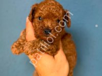 Benzersiz Güzellikte Toy Poodle Bebeklerim