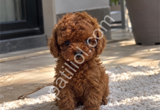 Kaliteli ve Sevimli Poodle Yavruları