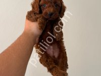 Toy Poodle Sevimli Yavrular