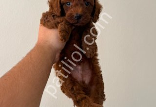 TOY POODLE SEVİMLİ YAVRULAR