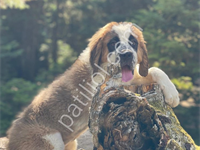 İri Irk Sevenler Dev Köpek Saint Bernard