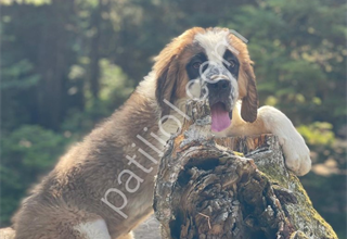 İRİ IRK SEVENLER DEV KÖPEK SAİNT BERNARD