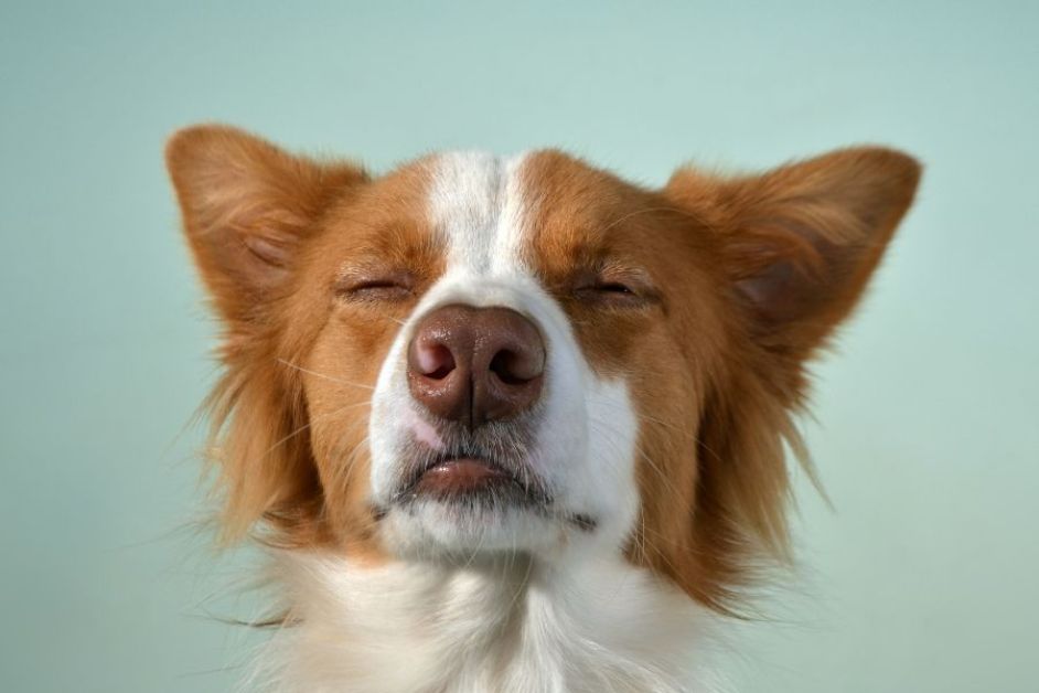 Border Collie Hakkında Her Şey