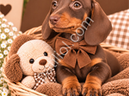 Özel Renkleriyle Göz Kamaştıran Dachshund Yavruları