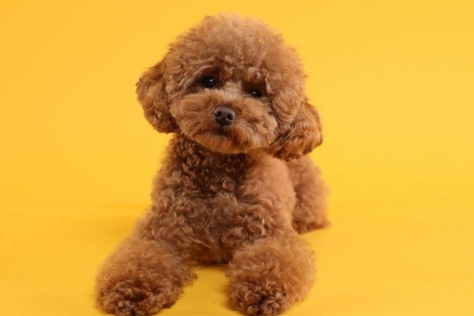 Toy Poodle Hakkında Herşey