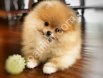 AYI GİBİ POMERANİAN BOO YAVRUMUZ