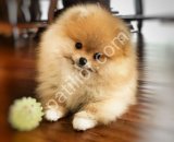 AYI GİBİ POMERANİAN BOO YAVRUMUZ