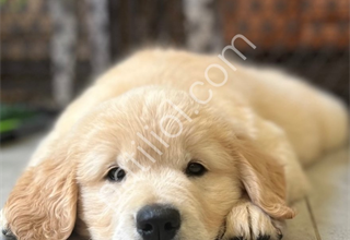 Baby Face Golden Yavrular Mağamızdan Sizlerle