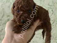 Toy Poodle Yavrularım