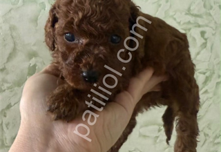 Toy Poodle Yavrularım