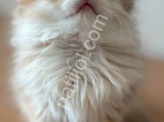 Safkan Golden British Longhair Yavru Kedi