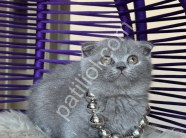 Scottish Fold Blue yavrular
