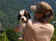 HEİDİ NİN KÖPEĞİ FİLM YILDIZI SAİNT BERNARD YAVRULAR