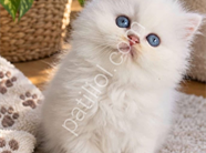 ORJİNAL IRK GARANTİLİ 2 ERKEK BRİTHS BLUE POİNT LONG HAİR