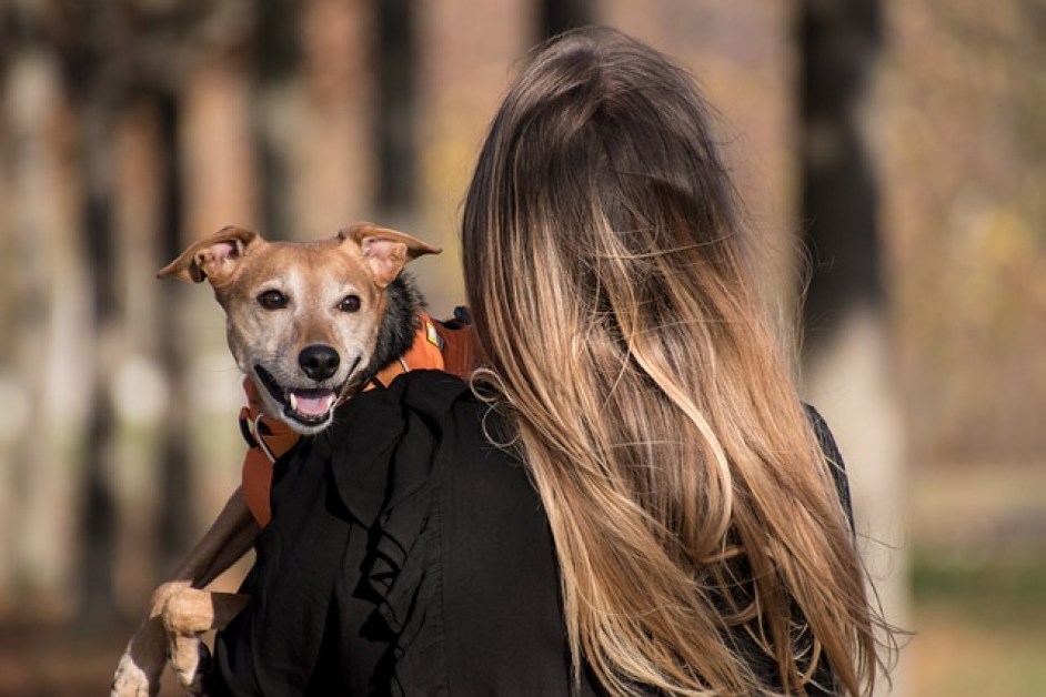 Köpekler için En Eğlenceli Aktiviteler ve Oyunlar