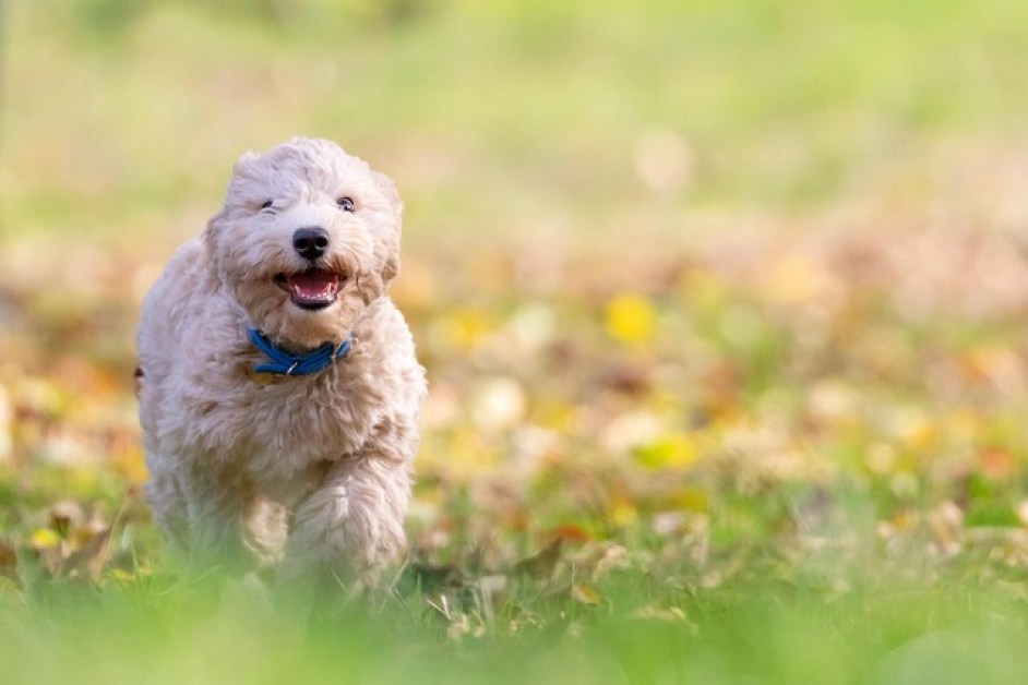 Köpeklerde Aşı Takvimi ve Önemi