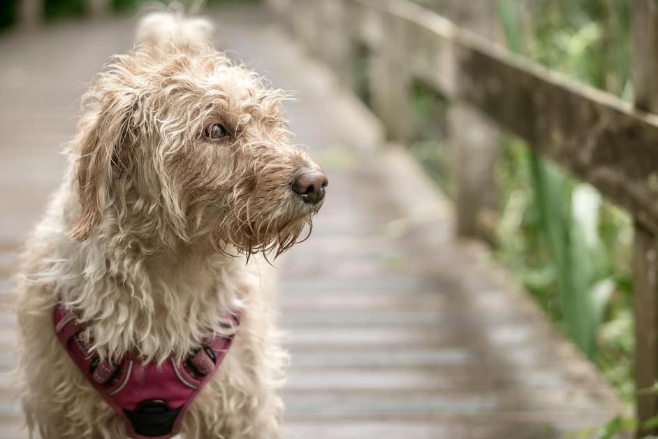 Antalyanın Nemli ve Sıcak Havalarında Toy Poodle Bakım Rehberi